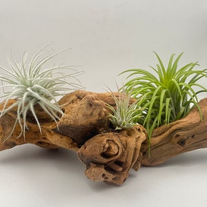 Iron Wood Air Plant Display, Drift Wood, Perfect For Terrariums + Free Bonus Air Plant