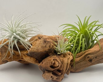 Iron Wood Air Plant Display, Drift Wood, Perfect For Terrariums + Free Bonus Air Plant