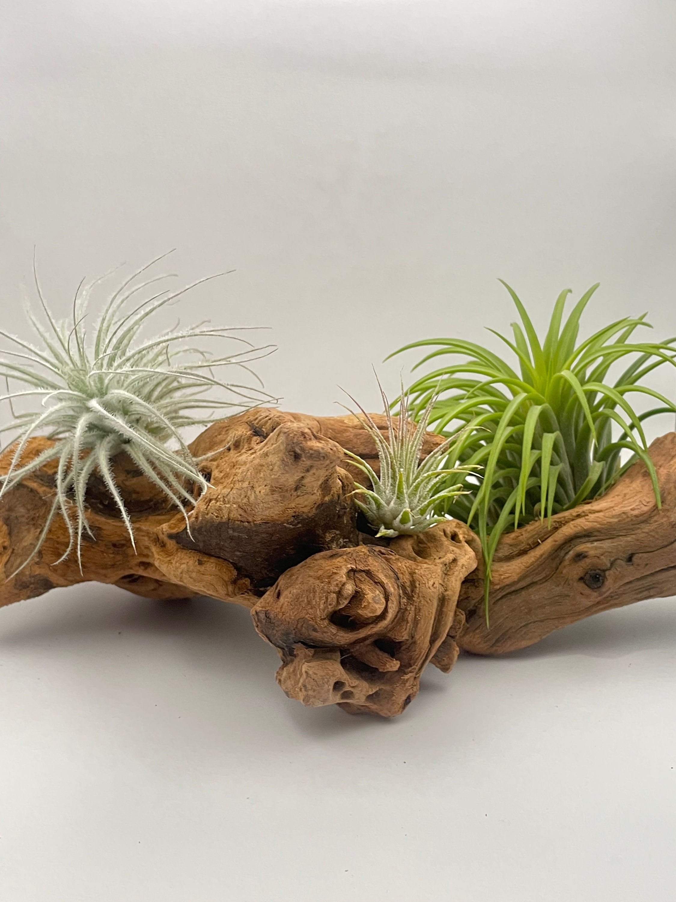 Miniature Artificial Air Plant, Faux Air Plant, Tillandsia Plant