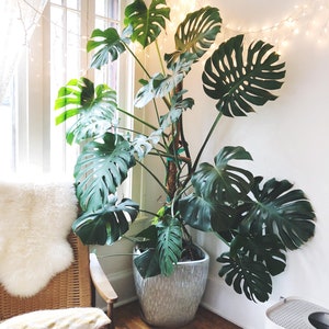 2 Pack - Live Monstera Deliciosa - Swiss Cheese Plant - Split Leaf + Large Growing HousePlant FREE Care Guide