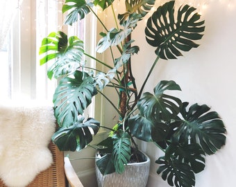 2 Pack - Live Monstera Deliciosa - Swiss Cheese Plant - Split Leaf + Large Growing HousePlant FREE Care Guide