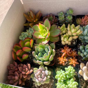 May include: A box filled with a variety of small succulent plants in different colors and textures. The succulents are arranged in individual pots and are ready to be planted.
