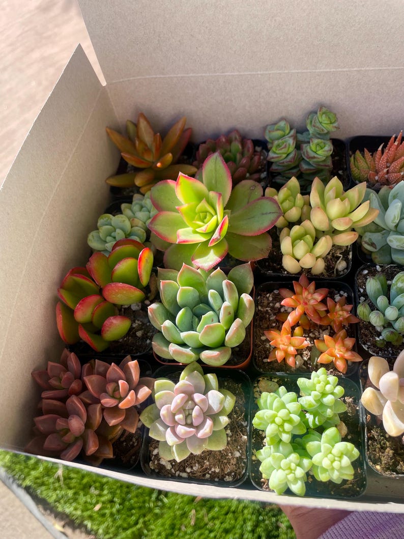 May include: A box filled with a variety of small succulent plants in different colors and textures. The succulents are arranged in individual pots and are ready to be planted.