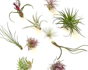 12 Air Plants Wholesale - Multiple Varieties - Set of 12 Air Plants - Free Shipping