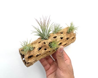 Cholla Wood Air Plant Display