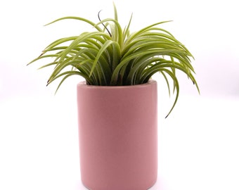 May include: A cylindrical, matte-finish dusty pink ceramic planter containing a vibrant green air plant. The plant features numerous slender, pointed leaves that arch outward from the center, extending over the rim of the smooth, solid-colored pot.