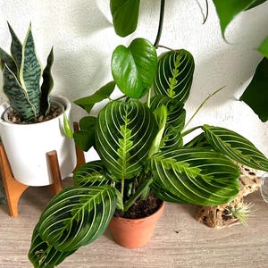 Prayer Plant, Lemon Lime, Maranta Leuconeura Plant