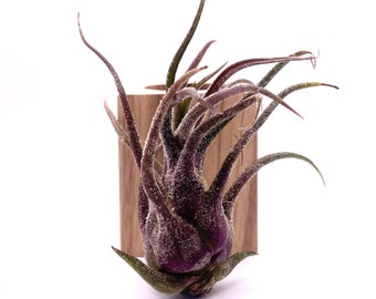 Rare Purple Air Plant - Tillandsia Pruinosa