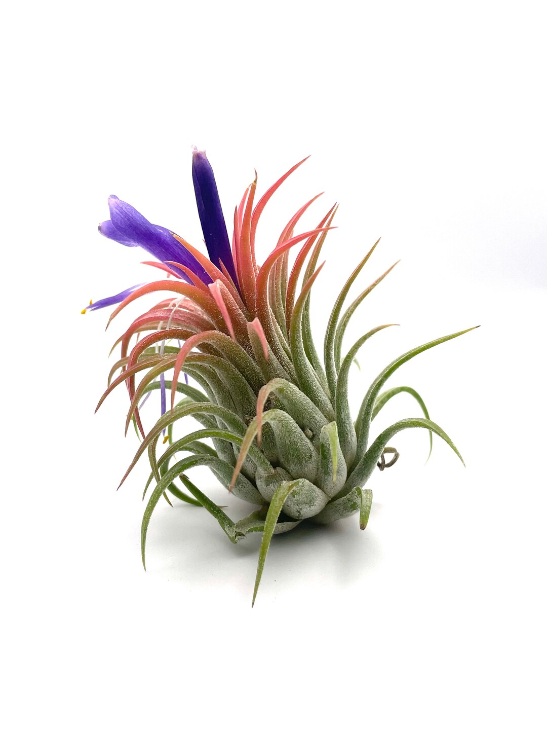 Medium Size Tillandsia Rubra Air Plant Etsy