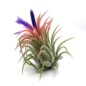 Medium Size Tillandsia Rubra Air Plant