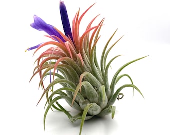 Medium Size Tillandsia Rubra Air Plant