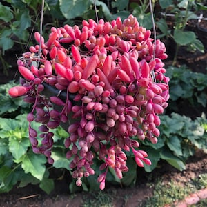 Ruby’s Necklace, Othonna Capensis, String of Rubies Live Succulent In 6 Inch Hanging Plant