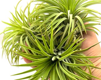 3 Pack - Super Large Ionantha Rubra Air Plants *BEAUTIFUL BLOOMS*