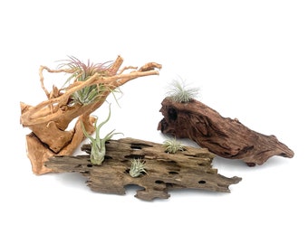 Wooden Air Plant Displays - Choose Style