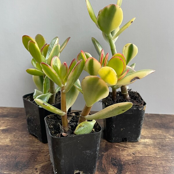 Large Jade Plant Etsy