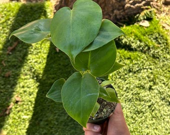 May include: A small green houseplant with heart-shaped leaves in a black pot. The plant is being held by a hand.