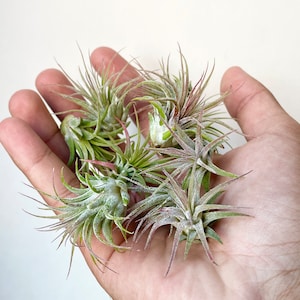 10 Pack Baby Air Plants, Super Cute Ionanthas, Live Tillandsias