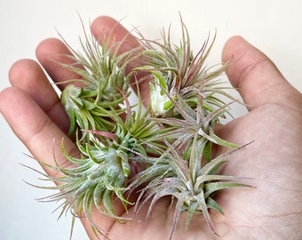 May include: A close-up of a hand holding a group of small air plants. The plants are green and have long, thin leaves.