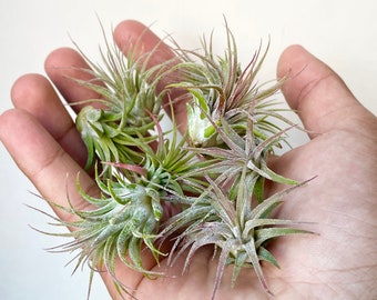 10 Pack Baby Air Plants, Super Cute Ionanthas