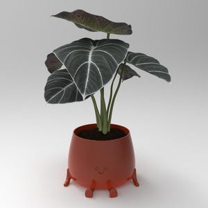 May include: A houseplant with dark green leaves with white veins growing in a red pot with legs. The pot has a smiley face on the front.