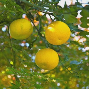 10 fresh yuzu seeds organically grown harvest 2025