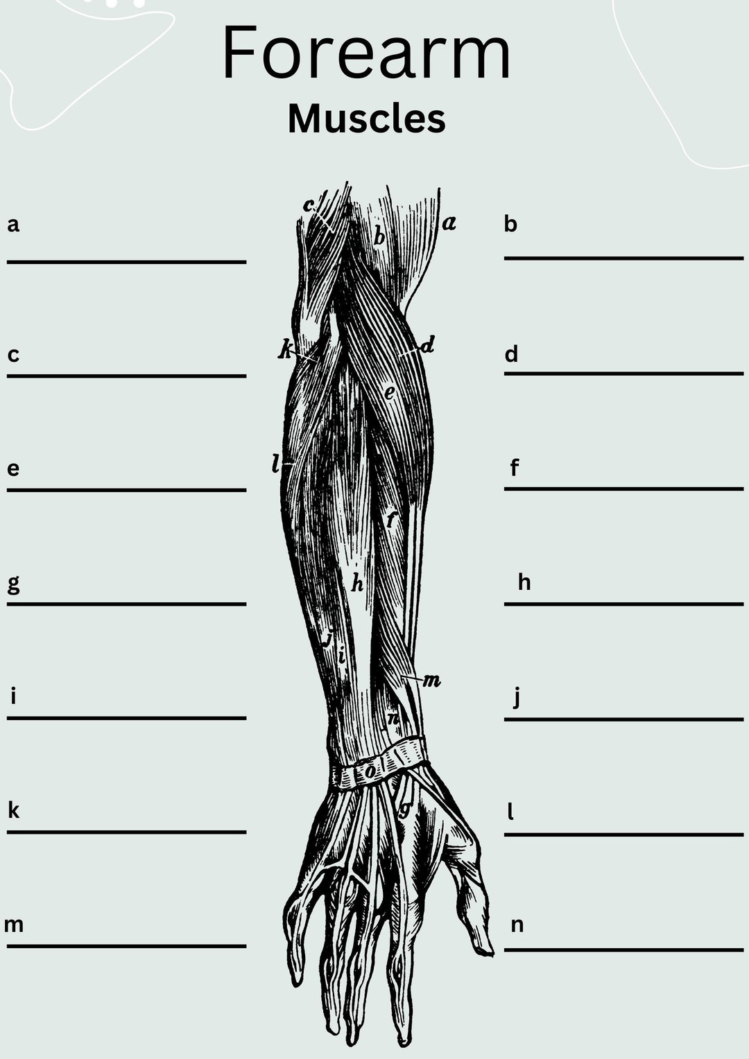 Anatomy for Forearm Forearm Muscles Anatomy Revision of the Etsy