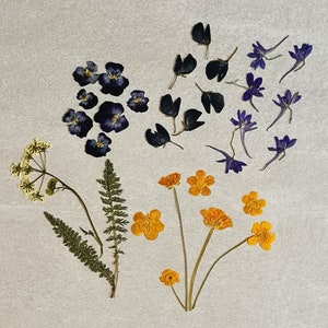 Fleurs pressées pour bijoux artistiques Bougies en résine Gâteaux Artisanat Cadres Cartes de voeux Pour invitations Carnets de notes Kaléidoscope Joints Kit de fleurs de prairie séchées