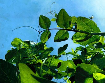 Pea Plants - Photorealistic Gouache Painting - Art Print by April Warren