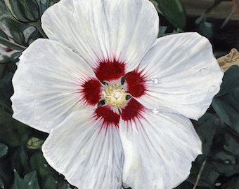 Rose of Sharon - Photorealistic Gouache Painting - Art Print by April Warren