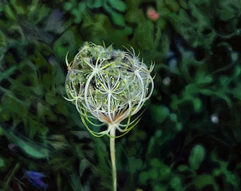 Queen Anne's Lace - Photorealistic Gouache Painting - Art Print by April Warren
