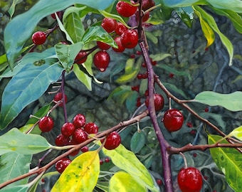 Autumn Olive - Photorealistic Gouache Painting - Art Print by April Warren
