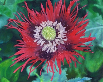 Breadseed Poppy - Photorealistic Gouache Painting - Art Print by April Warren