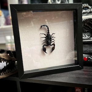 Sustainably Harvested Heterometrus Scorpion - Giant Asian Forest Scorpion Taxidermy