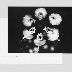 Postkarte "Schwanensee" (1986). Fotograf Joachim Giesel. Klimaneutral.