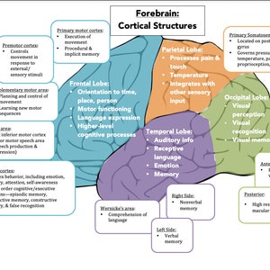 Op de afbeelding: Een diagram van de menselijke hersenen, gelabeld met de verschillende kwabben en hun functies. De kwabben zijn kleurgecodeerd en omvatten de frontale kwab, de pariëtale kwab, de temporale kwab, de occipitale kwab en de primaire motorische cortex.