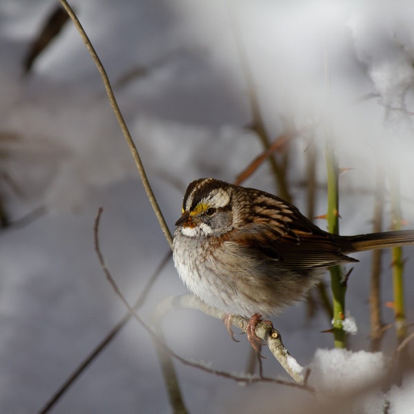 Weißkehlsperling Winter Vogel Foto Print, 8x10 Vogel Fotografie Druck, Natur Fotografie Wand Kunst, Geschenk zum Muttertag