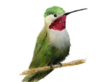 Watercolor Hummingbird Art Print, 5x7 Matted Print, Bird Wall Art, Cute Bird Gift, Nature Garden Art