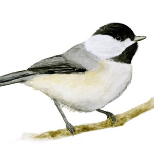 Chickadee Watercolor Bird Print, Fine Art Print, 5x7 Matted Print, Bird Wall Art Decor, Farmhouse Decor