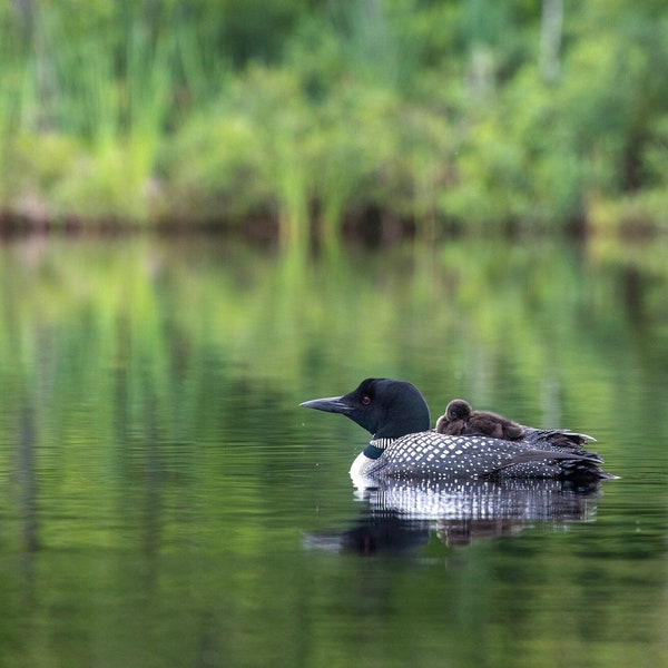 Common Loon and Chick in Maine Print, Photography Print, Wildlife Photography, Nature Wall Art, 8x10” Matted Print to 11x14”