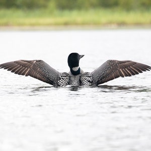 Puede incluir: Un loón negro y blanco con las alas extendidas, flotando en un cuerpo de agua tranquilo.