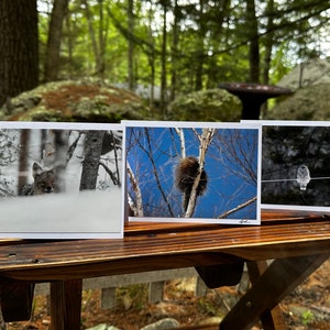 Dierenfotokaartenset, set van 6 met enveloppen, blanco binnenkant