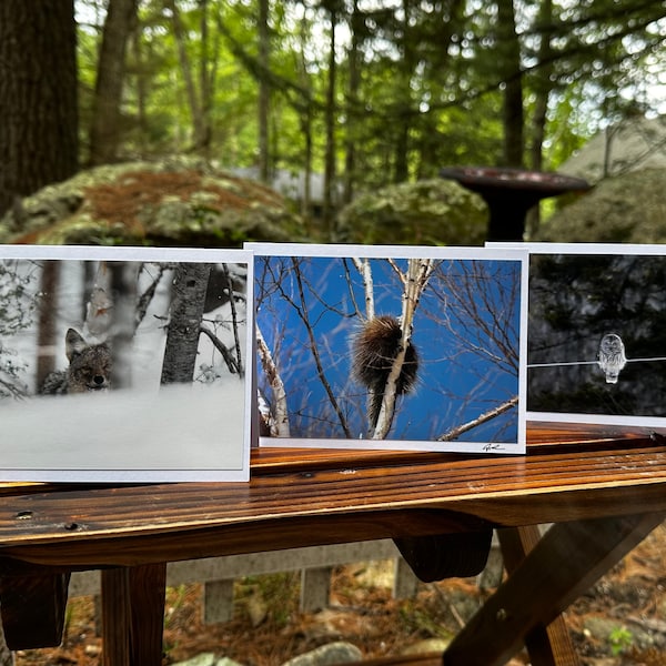 Wildlife Photo Card Set, Set of 6 with Envelopes, Blank Inside