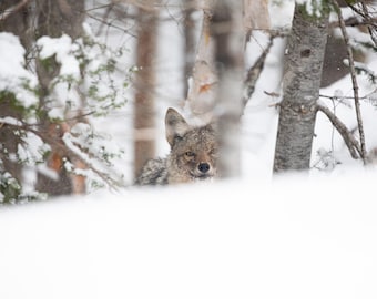 Winter Coyote Photography Print, Wildlife Photography, Winter Animal Photo Print, Nature Wall Art