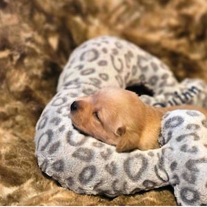 May include: A small, light brown puppy sleeping on a gray and white leopard print dog bed. The bed is shaped like a bone.