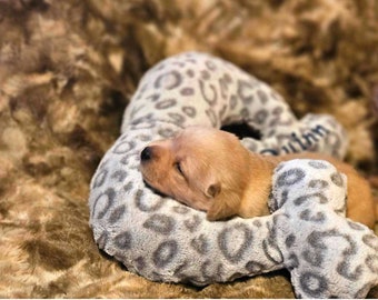 以下が含まれることがあります： グレーと白のレオパード柄の犬用ベッドで眠る、小さな薄い茶色のパピー。ベッドは骨の形をしています。