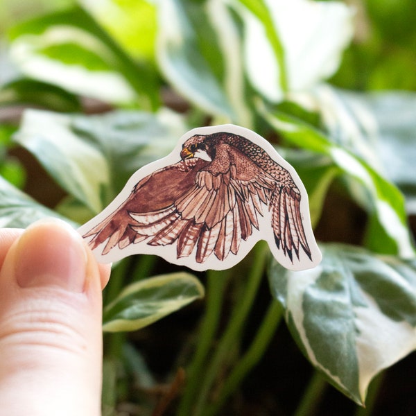 Peregrine falcon sticker || matte