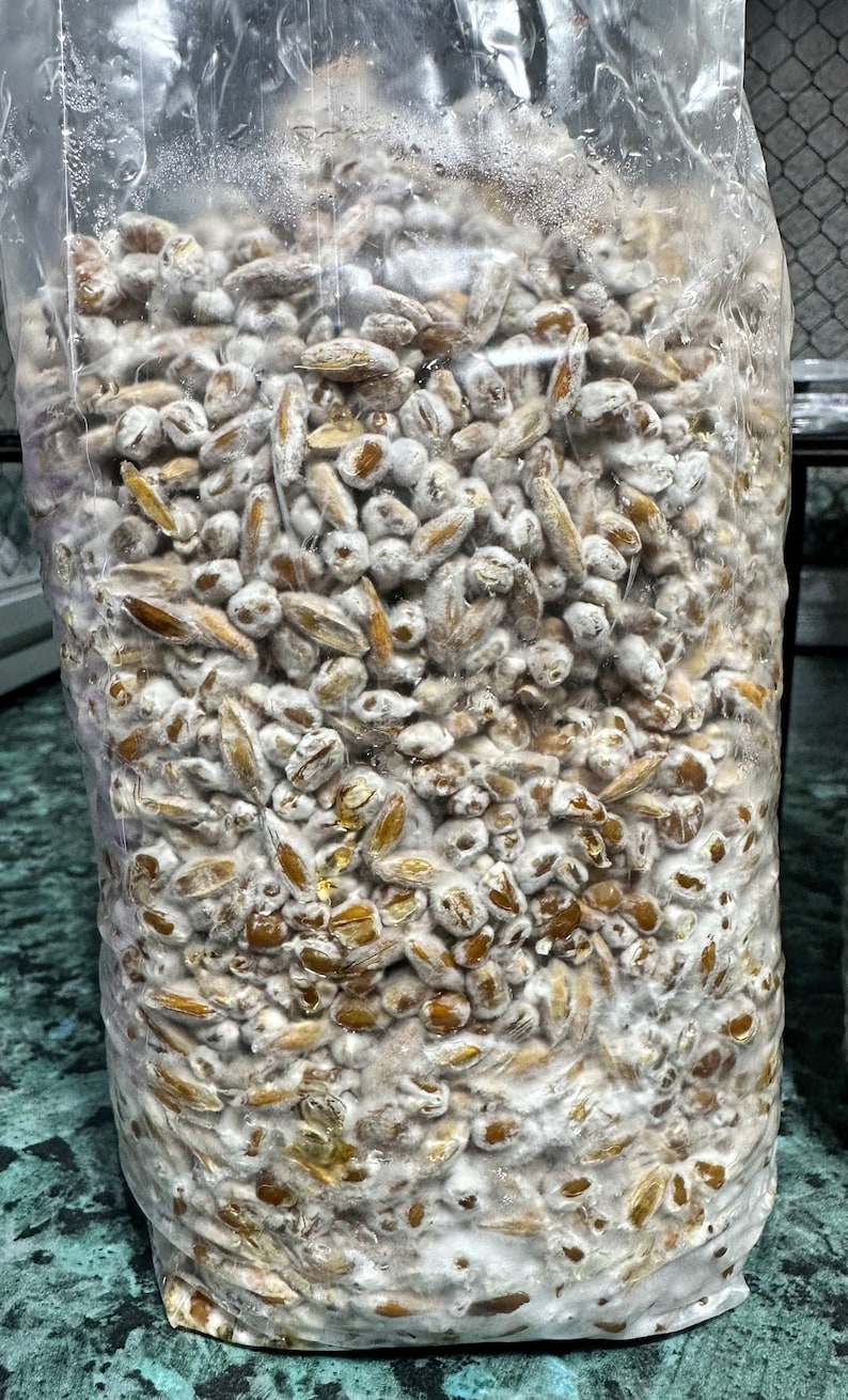 Fully Colonized Grain Spawn Bags Etsy Canada