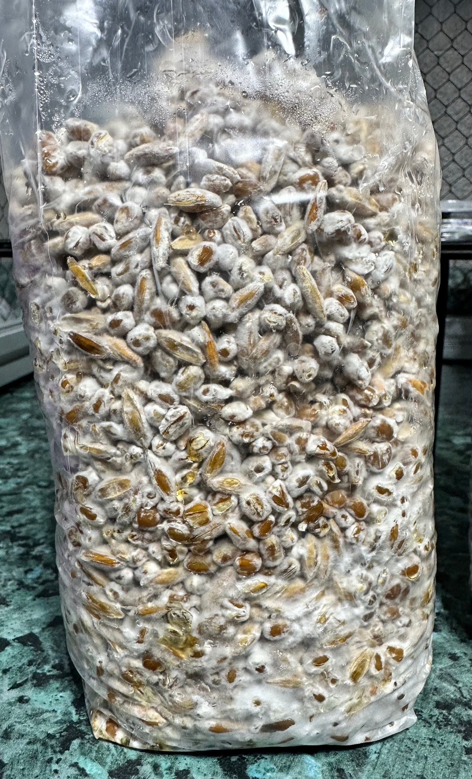 Fully Colonized Grain Spawn Bags Etsy UK