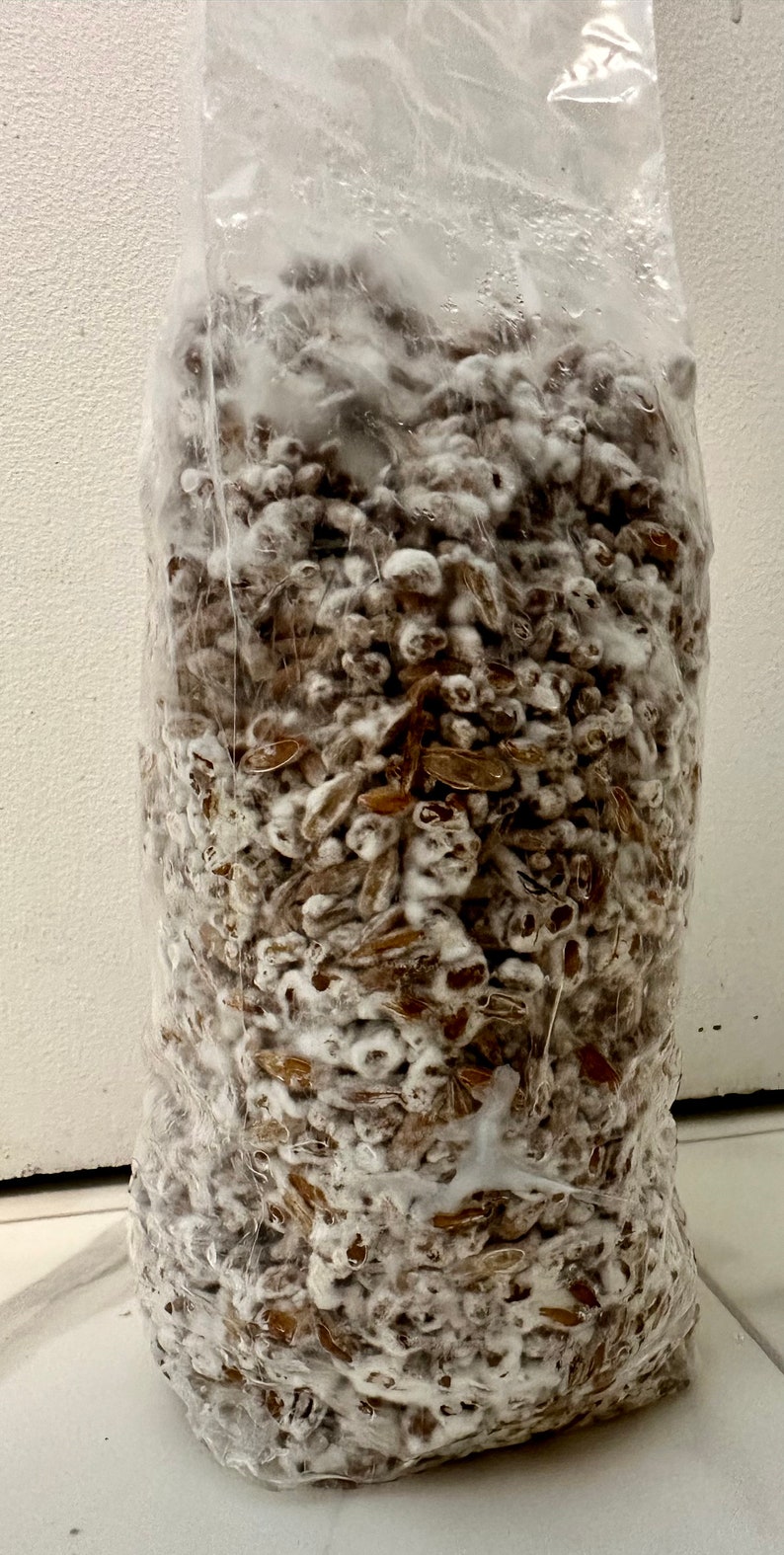 Fully Colonized Grain Spawn Bags Etsy Canada
