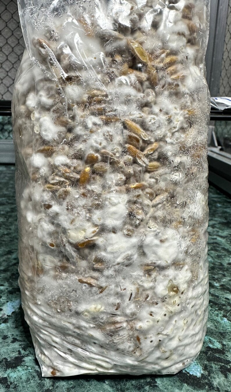 Fully Colonized Grain Spawn Bags Etsy Canada